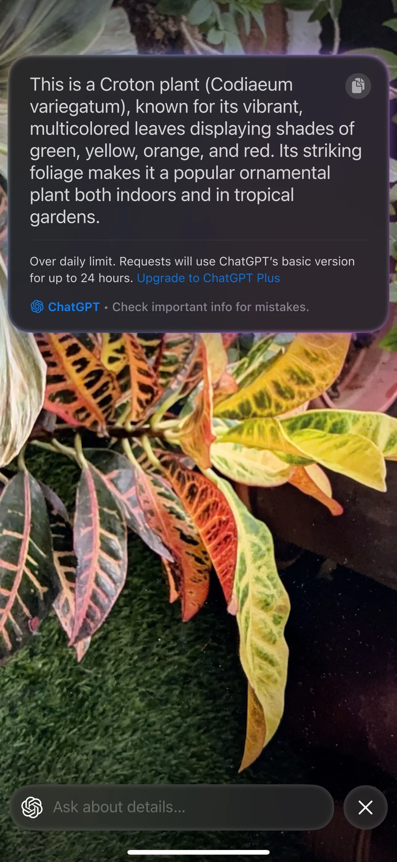 Visual Intelligence nhận diện chính xác loài cây thông qua camera iPhone